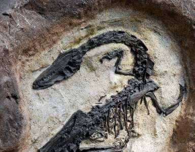 lezingen archeologie